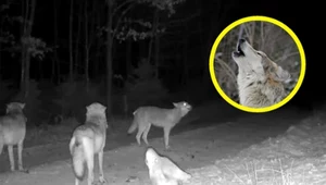 Wyjątkowy widok na Kaszubach. Fotopułapka uchwyciła wyjące wilki