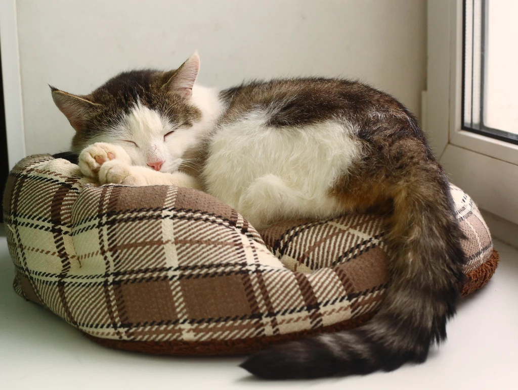 Jednym ze sposobów na oduczenie kota spania w łóżku jest kupienie mu wygodnego legowiska