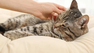 Czy spanie z kotem jest bezpieczne?