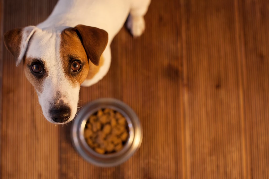 Pies, nawet mając pełną miskę, często dopomina się o smakołyki ze stołu
