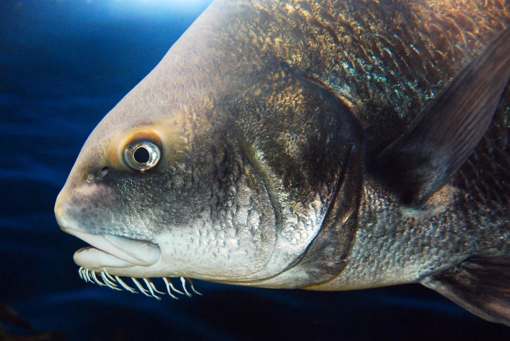 Dorsz atlantycki jest bardzo zdrową rybą, którą warto włączyć do swojego jadłospisu