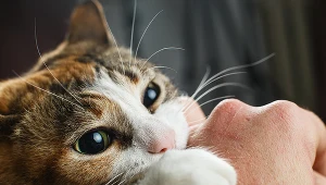 Grozi ciężką infekcją, a nawet śmiercią. Posiadacze kotów muszą uważać