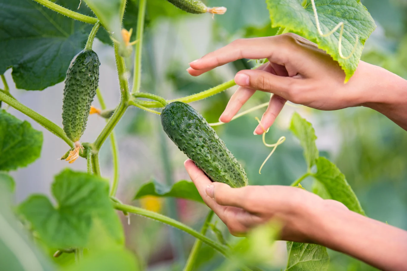 Prawidłowe podlewanie ogórków latem to nie tylko kwestia ilości wody, ale przede wszystkim jej jakości, pory dnia i techniki.