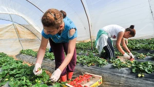 Po wybuchu wojny sezonowi pracownicy rolni z Ukrainy stali się mniejszością. Uchodźcy zza wschodniej granicy zaczęli szukać pracy w wielu innych branżach. Zdj. ilustracyjne
