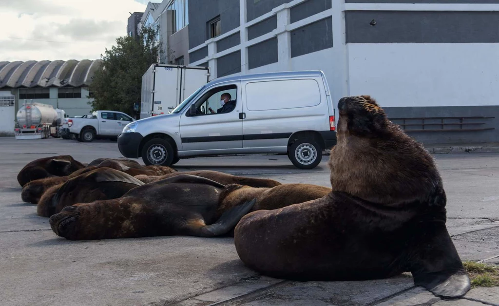 Lwy morskie na ulicach Mar del Plata w Argentynie to codzienność