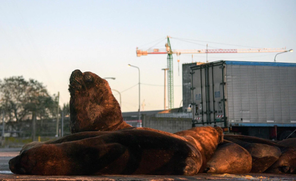 Lwy morskie to na ulicach argentyńskiego miasta częsty widok. Szczególnie dużo zwierząt można było spotkać w czasie kwarantanny spowodowanej epidemią koronawirusa