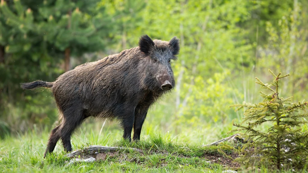 Dziki żerują na polach oraz działkach, kiedy w lesie braknie pożywienia