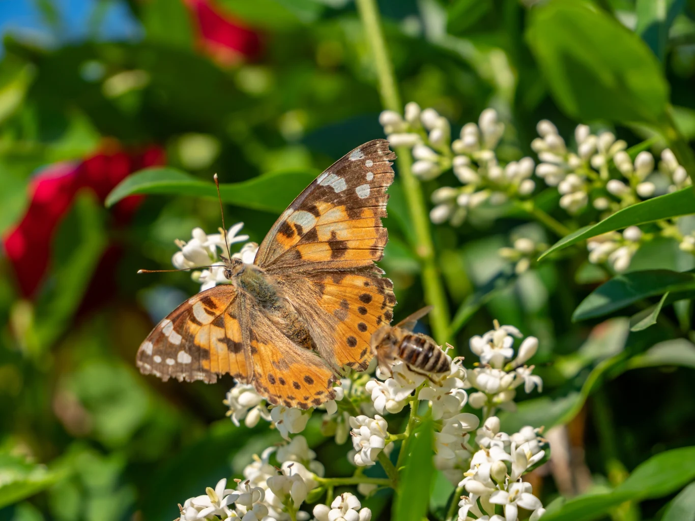 Wśród gatunków najbardziej zagrożonych przez zmiany klimatu są pszczoły, motyle, mrówki oraz ważki