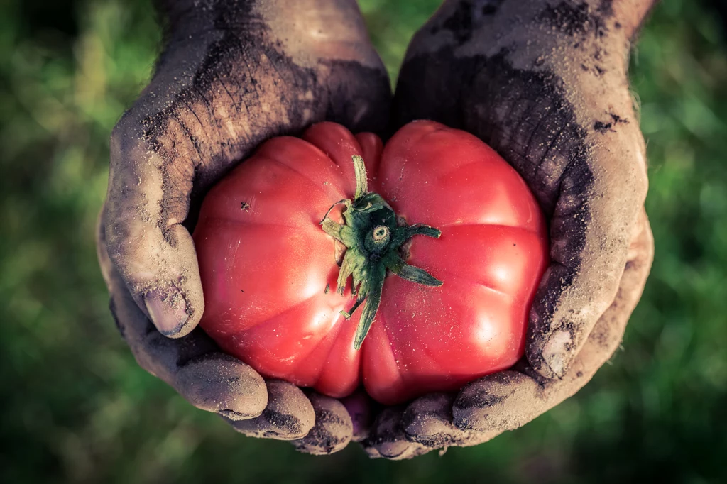Pomidory malinowe są szeroko cenione przez koneserów warzyw