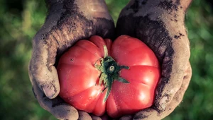 Pomidory malinowe: Uprawa i pielęgnacja