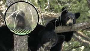 Niedźwiedzie zorganizowały zapasy na trampolinie