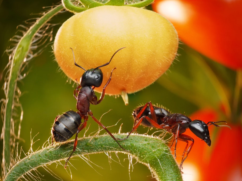 Wypróbuj domowe sposoby na pozbycie się mrówek z ogrodu