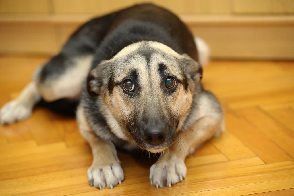 Pies, który jest nieodpowiednio karmiony może wykazywać tendencje do niektórych chorób lub niepożądanych zachowań 