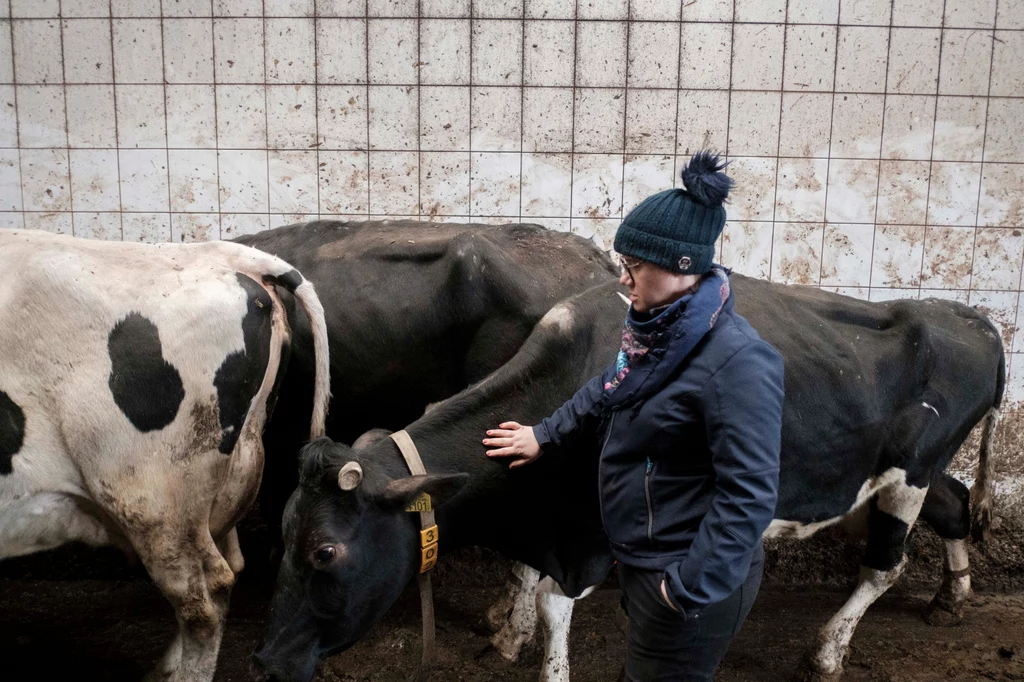 Nowa ustawa uderza w duże gospodarstwa produkujące dla mleczarń, zakładów przetwórczych czy mięsnych.


