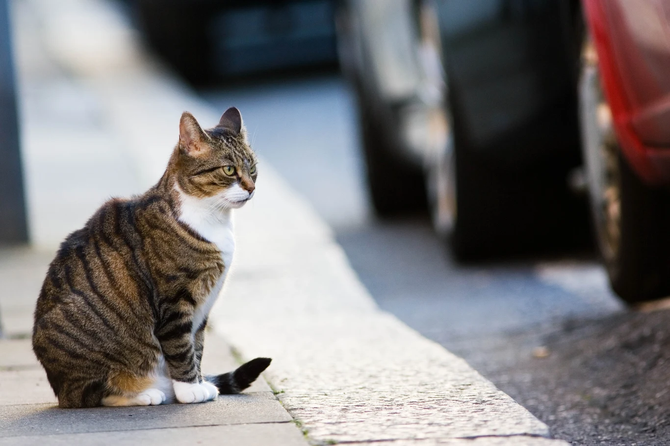Mężczyźni, którzy mieli w dzieciństwie wolno żyjącego kota są prawdopodobnie bardziej narażeni na zaburzenia psychiczne - wynika z najnowszych badań