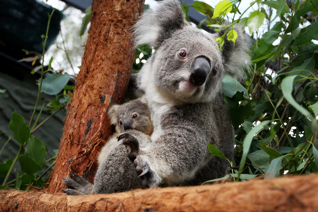 Koala to kolejny gatunek zwierząt, który wkrótce może wyginąć. Szansą dla symbolu Australii może być jednak biobankowanie, czyli zamrażanie nasienia