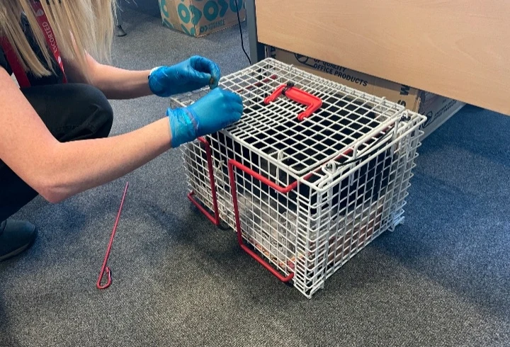 Kot odnalazł się na platformie wiertniczej na Morzu Północnym. Organizacja Scottish SPCA przetransportowała go helikopterem z powrotem na ląd i zwróciła właścicielce 