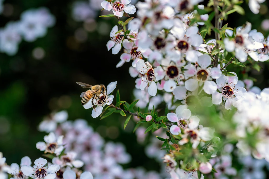 Miód manuka powstaje z nektaru drzewa herbacianego rosnącego w Australii i Nowej Zelandii