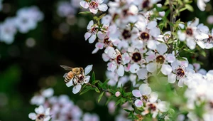 Miód Manuka w walce z rakiem piersi. Zmniejsza wzrost komórek o 84 proc.