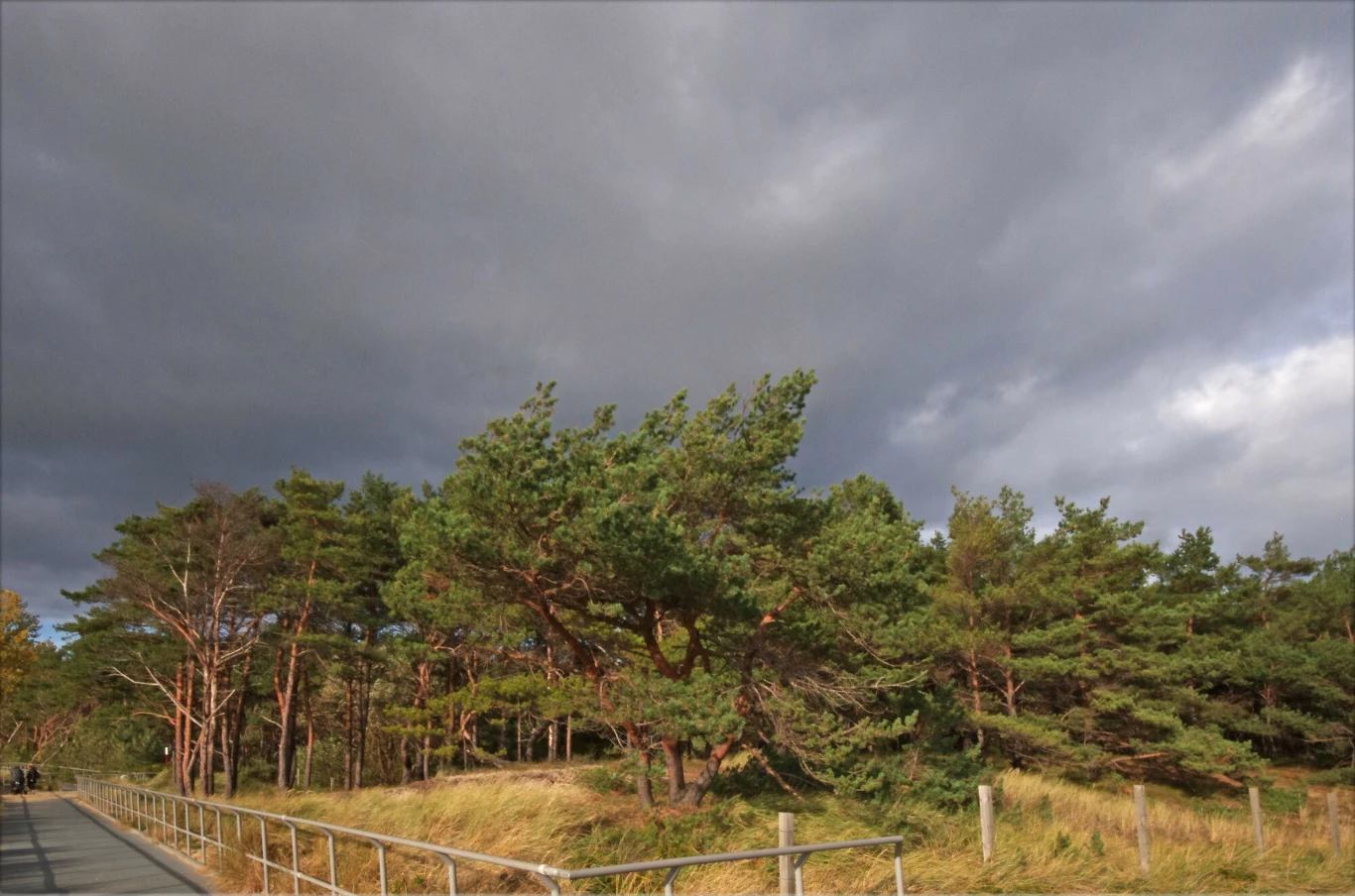 Las sosnowy na Helu. Las sosnowy na Helu.