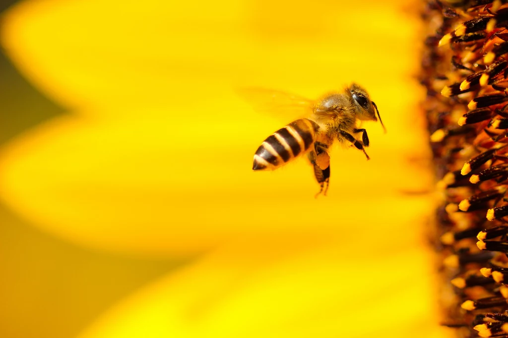 Pszczoły mają problem z odnalezieniem kwiatów po zapachu przez zanieczyszczenia powietrza