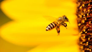 Pszczoły błądzą w smogu. Zanieczyszczenia utrudniają im zapylanie kwiatów