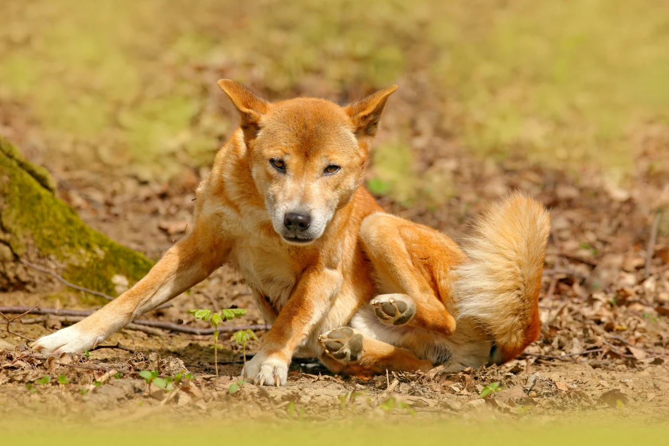 Psy dingo, jak wynika z badań genetycznych, wcale nie są zdziczałym gatunkiem psa domowego Psy dingo, jak wynika z badań genetycznych, wcale nie są zdziczałym gatunkiem psa domowego