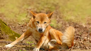 Zaskakujące badania australijskich dingo. Nie są “zdziczałymi psami"