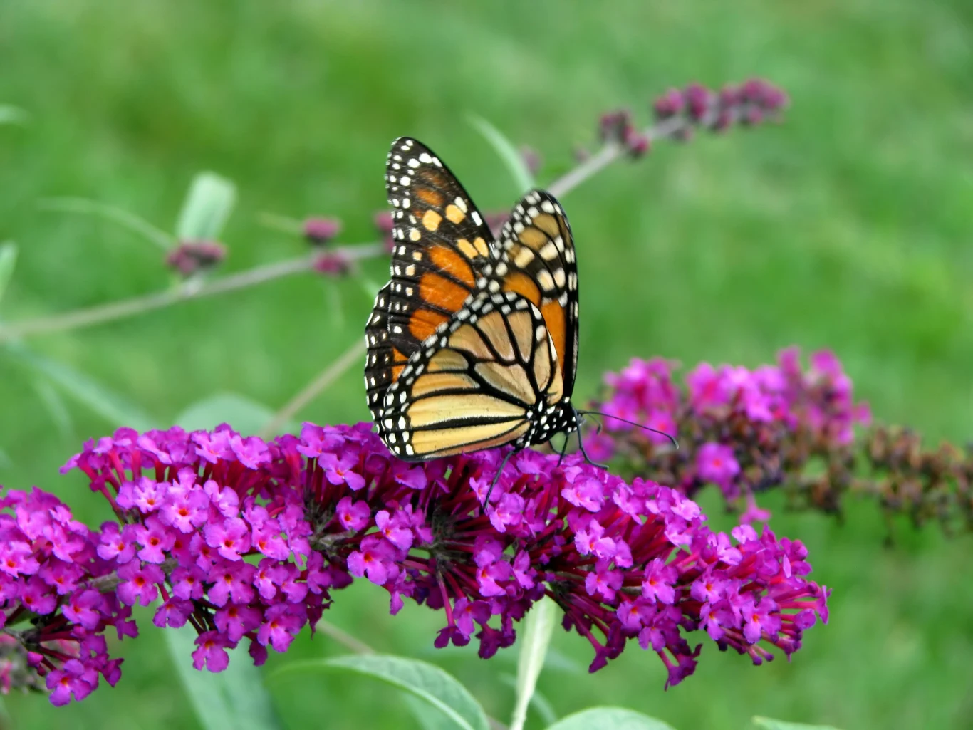 Budleja Dawida to bajkowy krzew o pięknych i okazałych kwiatostanach