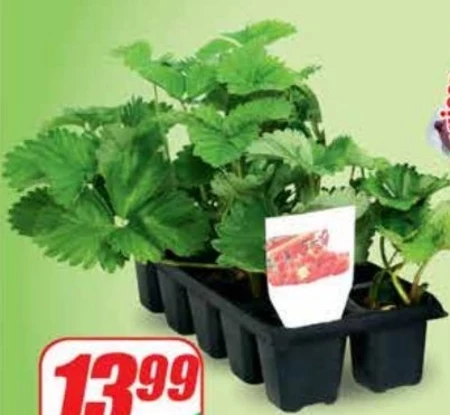 Sadzonki truskawek
