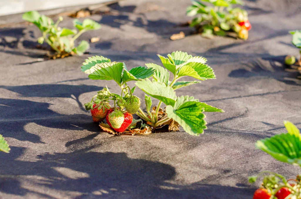 Jak sadzić truskawki na agrotkaninie? Ta musi być mocno naciągnięta. 