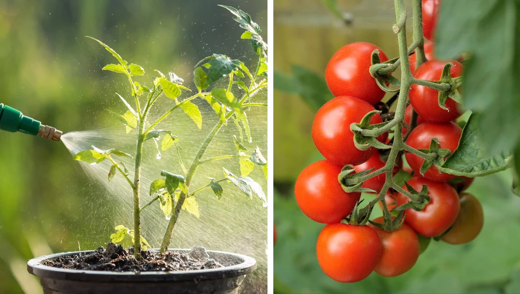 Co najlepiej sprawdza się w podlewaniu pomidorów?