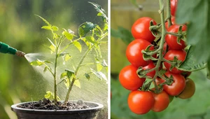 Czym podlewać pomidory, żeby dobrze owocowały?