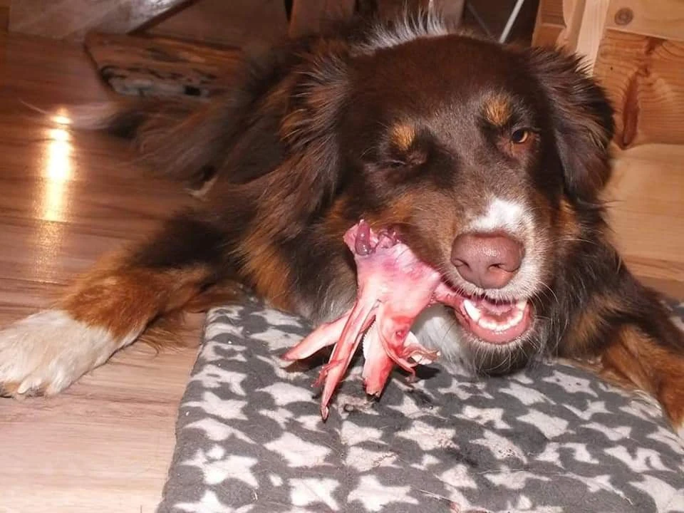 Baloo, owczarek australijski podczas jedzenia surowego mięsa, które jest podstawą diety BARF Baloo, owczarek australijski podczas jedzenia surowego mięsa, które jest podstawą diety BARF