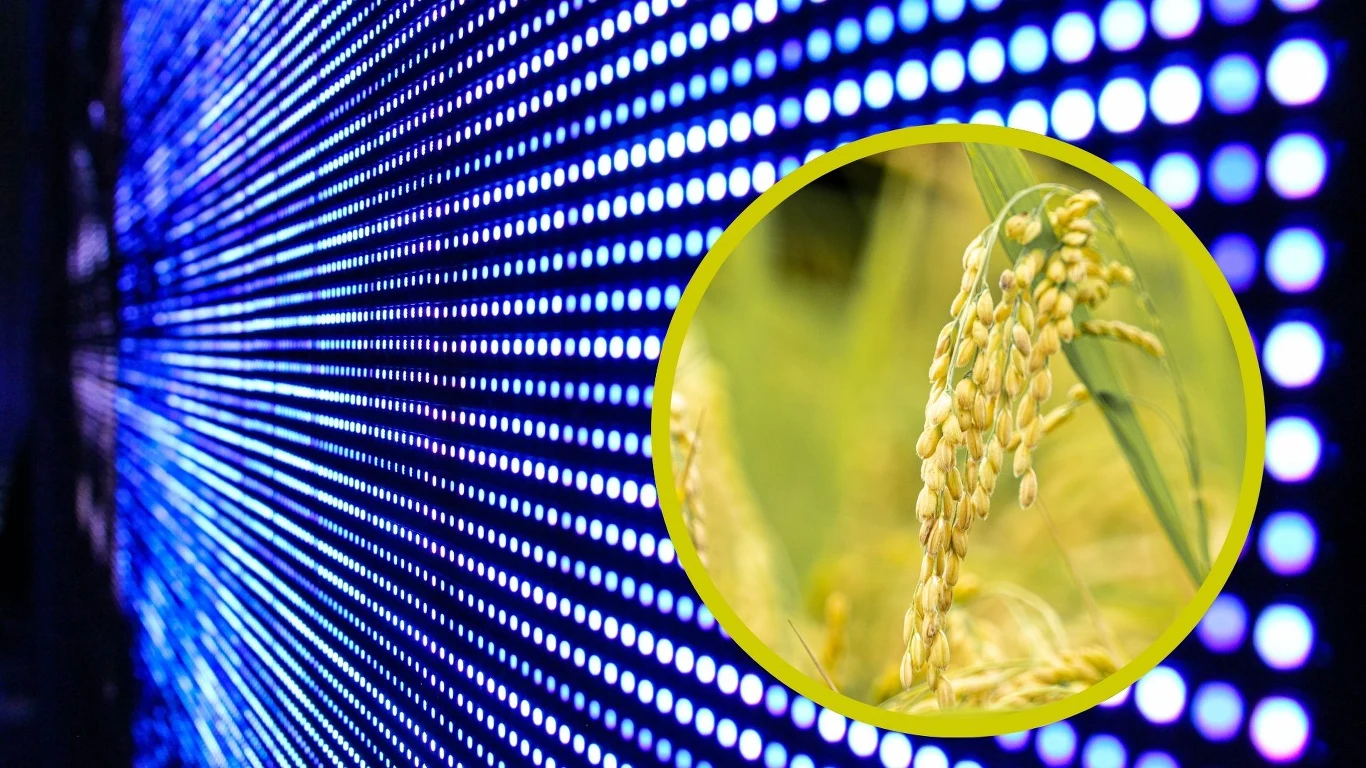 Dziś ryżowe łuski stosowane są do stosunkowo prostych zastosowań. Stanowią nawóz, paliwo, po obróbce mogą być wykorzystywane jako materiał izolacyjny czy domieszka do materiałów budowlanych. Teraz jednak mogą znaleźć zastosowanie w budowie urządzeń elektronicznych, na przykład nowoczesnych telewizorów. Dziś ryżowe łuski stosowane są do stosunkowo prostych zastosowań. Stanowią nawóz, paliwo, po obróbce mogą być wykorzystywane jako materiał izolacyjny czy domieszka do materiałów budowlanych. Teraz jednak mogą znaleźć zastosowanie w budowie urządzeń elektronicznych, na przykład nowoczesnych telewizorów.