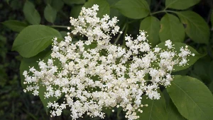 Skraca infekcję o kilka dni. Działa przeciwbakteryjnie i pomaga schudnąć