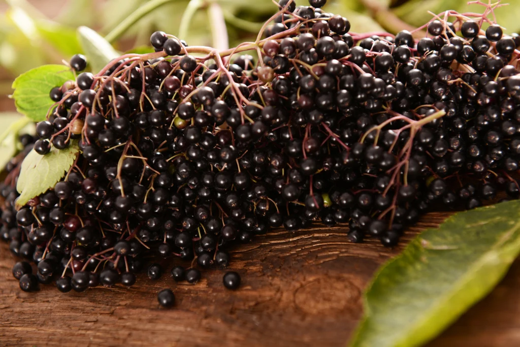 Owoce czarnego bzu wykorzystywane są do produkcji soków, syropów a także dżemów Owoce czarnego bzu wykorzystywane są do produkcji soków, syropów a także dżemów