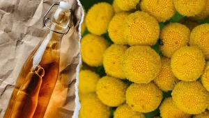 Pospolity chwast na kleszcze i komary. Tak pozbędziesz się też bólu