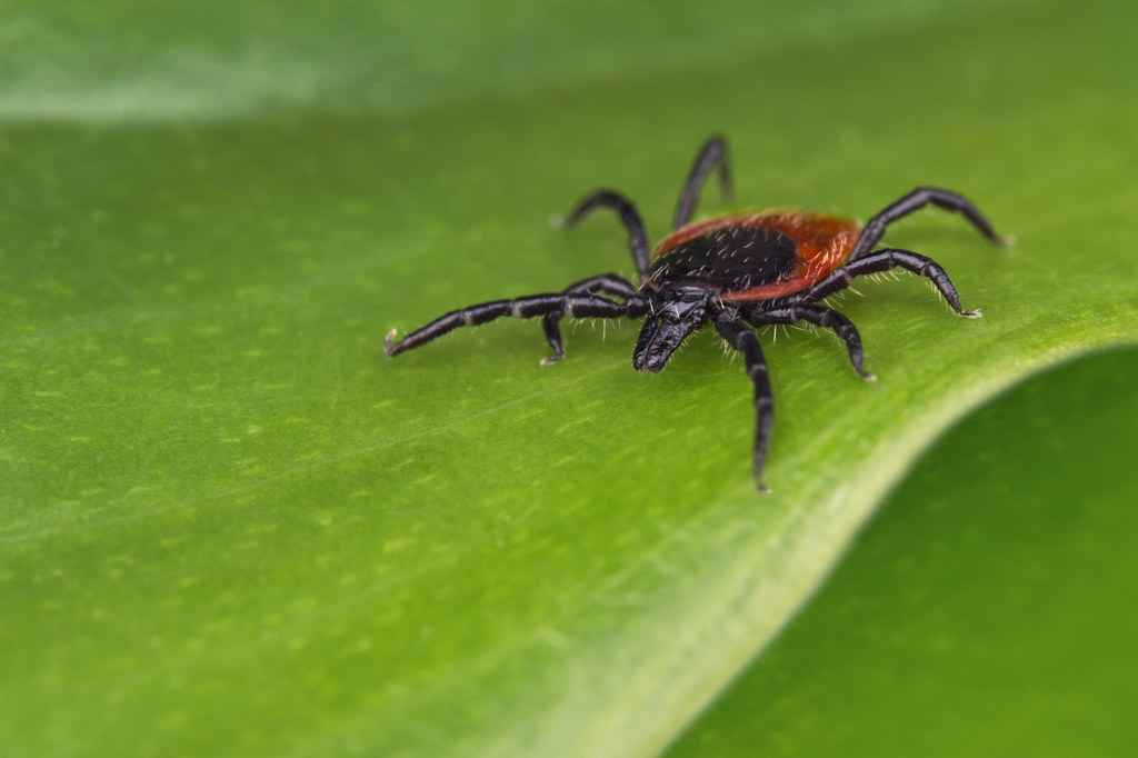 Jak pozbyć się kleszczy z ogródka? Przygotuj naturalne opryski.