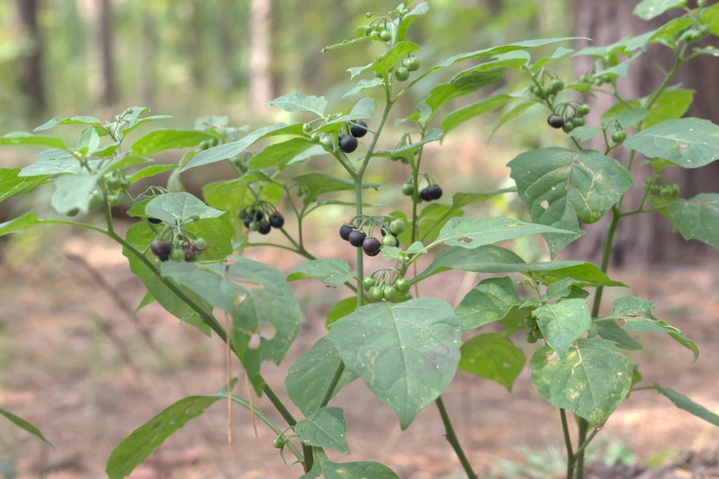 Pokrzyk wilcza jagoda to toksyczna roślina, która rośnie zazwyczaj na skraju lasu