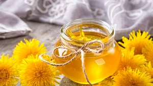 W kamicy nerkowej można stosować m.in. mniszek lekarski