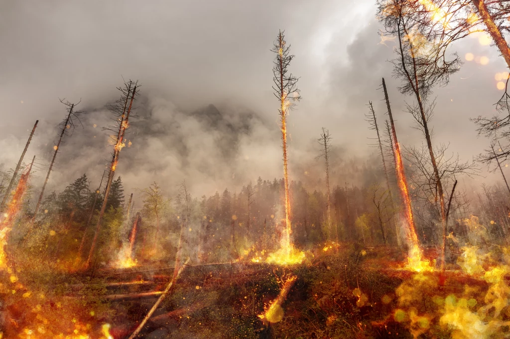 Rozpalanie ogniska w lesie lub jego pobliżu może skończyć się tragicznie 