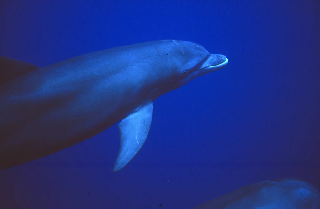Delfiny są jednymi z najinteligentniejszych zwierząt na Ziemi.