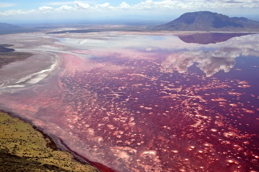 Jezioro Natron w Tanzanii odpowiednie tylko dla flamingów