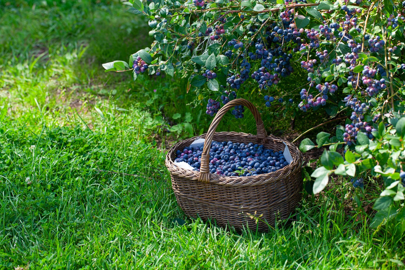 Wiosną należy wzbogacać borówkę amerykańską w azot Wiosną należy wzbogacać borówkę amerykańską w azot