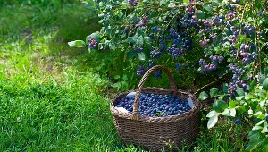 Zacznij wiosenną pielęgnację borówki od przygotowania naturalnego nawozu