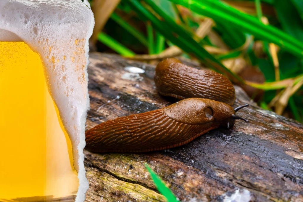 Piwna pułapka może więc pomoc pozbyć ci ślimaków na stałe z ogrodu
