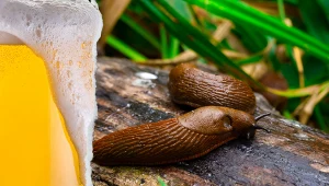Piwna pułapka może więc pomoc pozbyć ci ślimaków na stałe z ogrodu