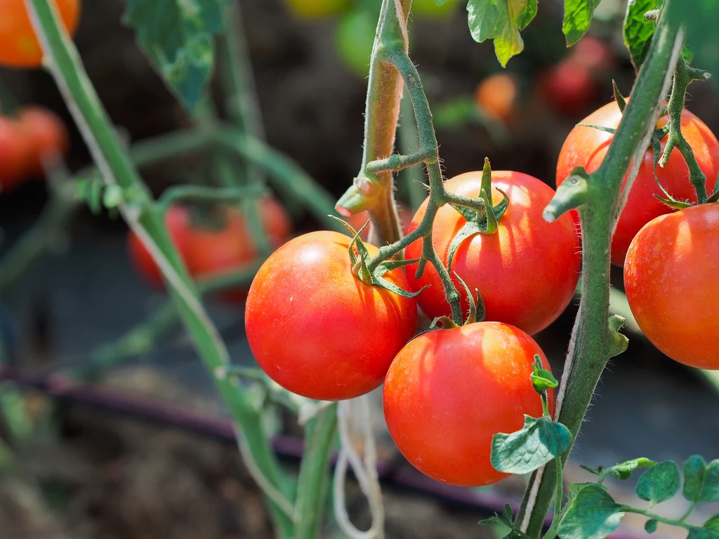 Niektóre rodzaje pomidorów dojrzewają później, a inne wcześniej