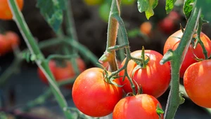 Jakich roślin nie wolno sadzić obok pomidorów?